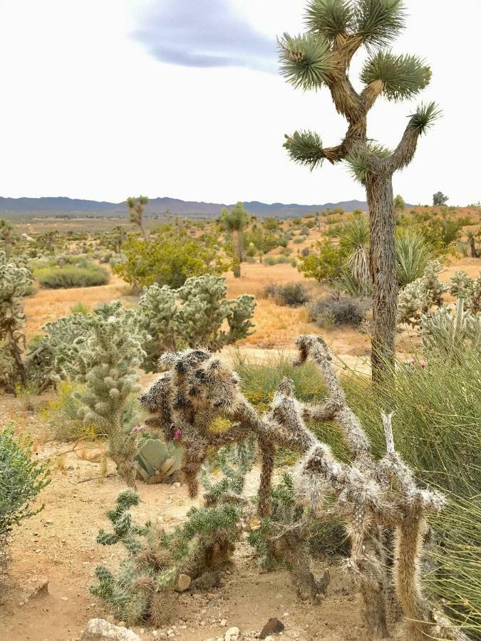 Desert Oasis - Joshua Tree Peaceful Retreat Home Yucca Valley Exteriér fotografie